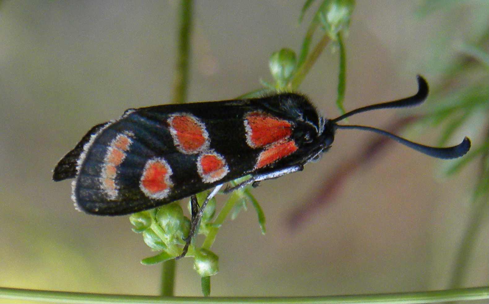 farfalla da identificare